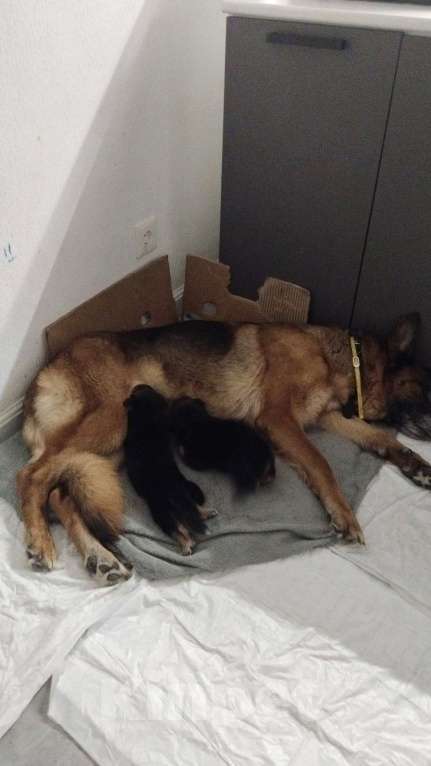 Собаки в Москве: Истеричка Девочка, 1 000 руб. - фото 2