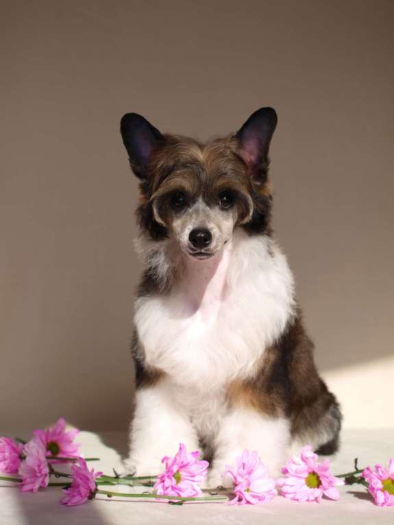 Собаки в Липецке: Пуховый мальчик Мальчик, 20 000 руб. - фото 9