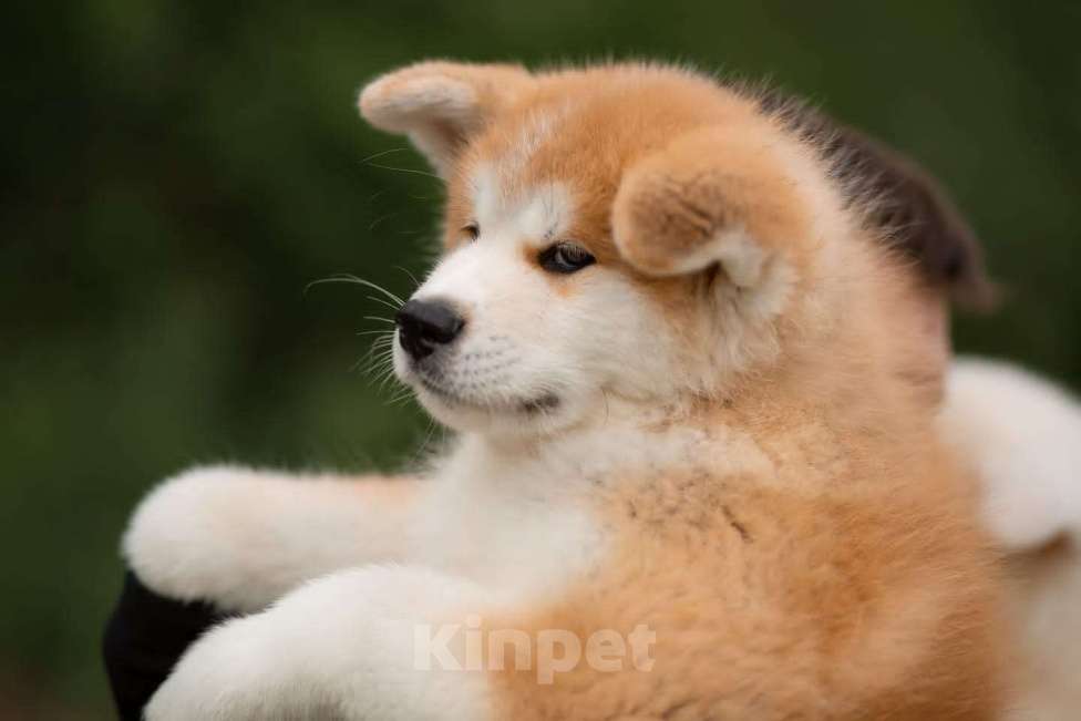 Собаки в Хабаровске: Продаю щенят породы Акита Ину Мальчик, 30 000 руб. - фото 2