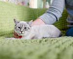 Кошки в Москве: Халва чудесный тайский котенок в добрые руки Девочка, Бесплатно - фото 3