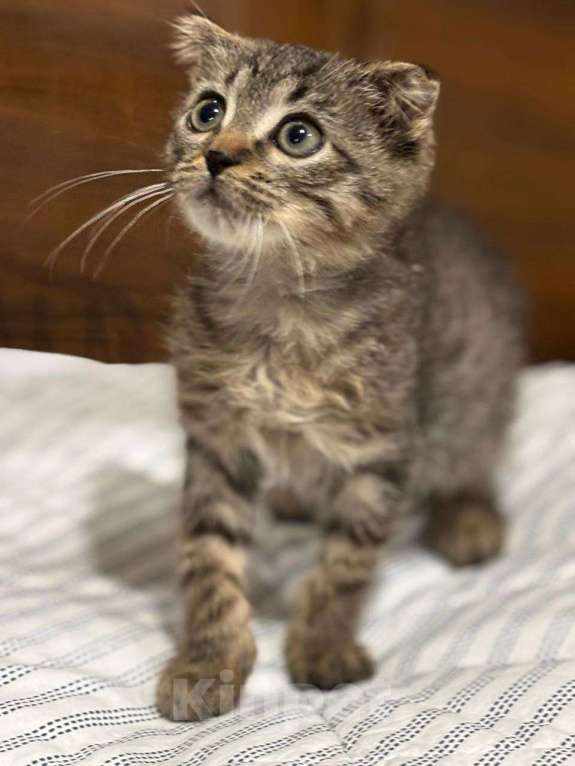 Кошки в Москве: Вислоухий Паша. Котенок в добрые руки. Мальчик, Бесплатно - фото 8