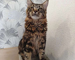 Кошки в Усть-Катающем: котята Мeйн-кун. Разнополые, Бесплатно - фото 4