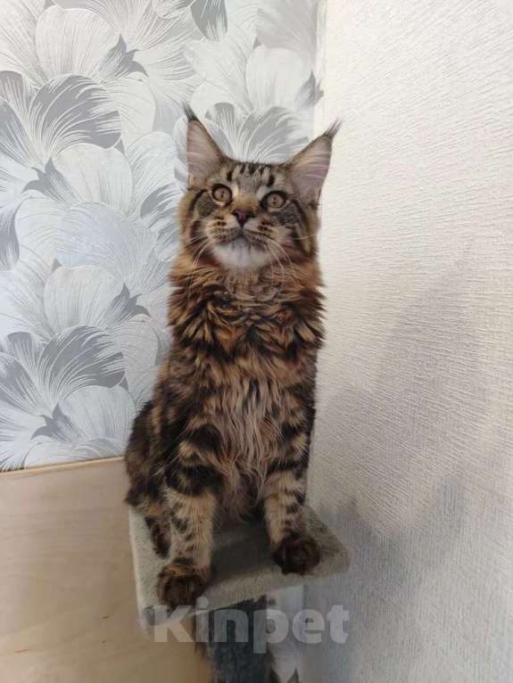 Кошки в Усть-Катающем: котята Мeйн-кун. Разнополые, Бесплатно - фото 4
