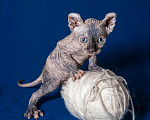 Кошки в Москве: Сфинкс эльф Девочка, 40 000 руб. - фото 5