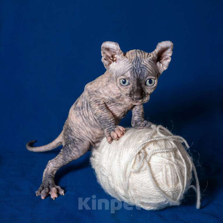 Кошки в Москве: Сфинкс эльф Девочка, 40 000 руб. - фото 5