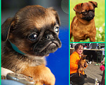 Собаки в Москве: Классный клубный мальчик пти брабансон. Февраль 2024 Мальчик, 70 000 руб. - фото 1