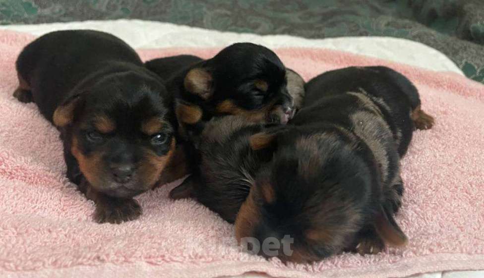 Собаки в Хабаровске: Йоркширский терьер щенки Разнополые, 40 000 руб. - фото 1