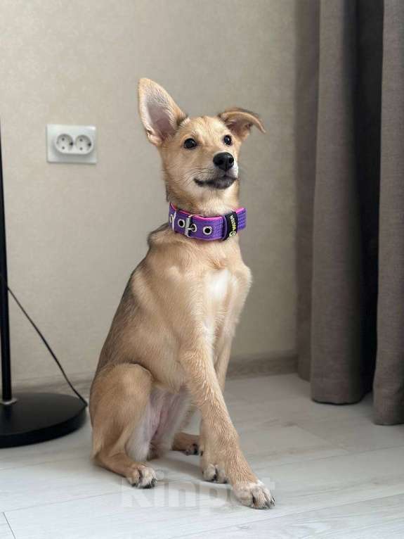 Собаки в Уфе: Щенок Девочка, 300 руб. - фото 8