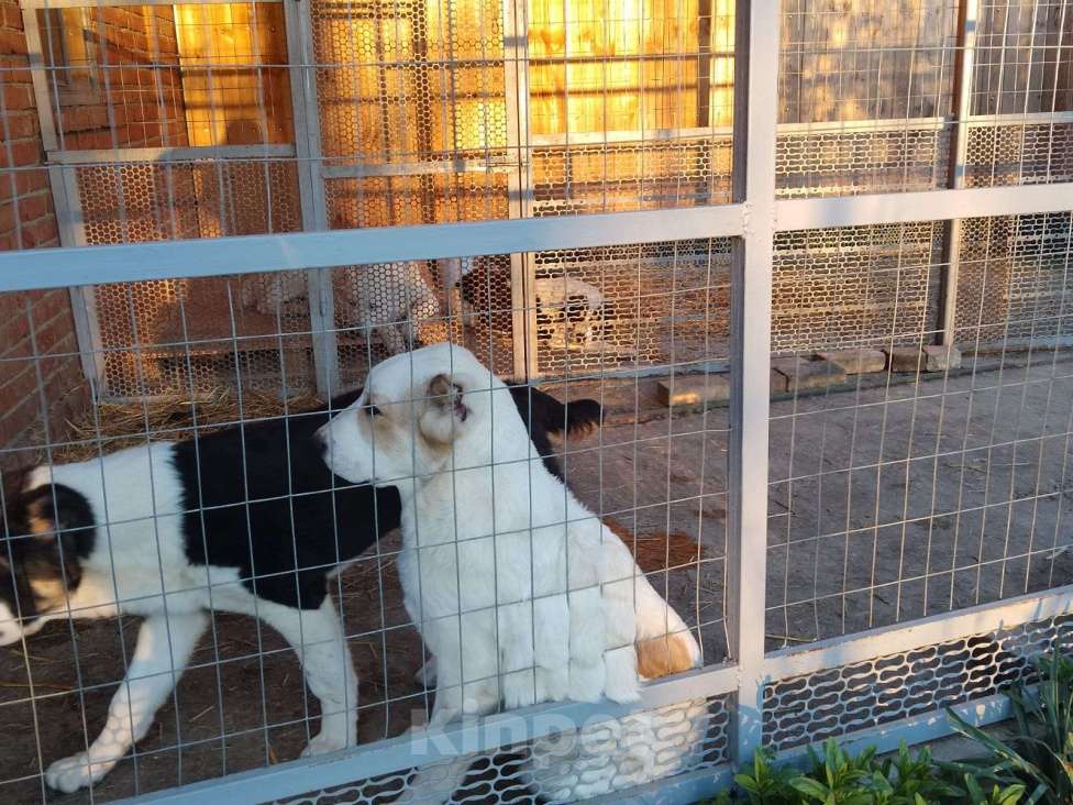 Собаки в других городах Краснодарского края: Алабай  Девочка, 40 000 руб. - фото 3