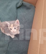 Кошки в Краснодаре: Отдам даром котят Разнополые, Бесплатно - фото 2