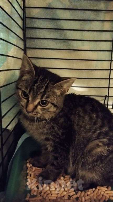 Кошки в Санкт-Петербурге: 🌟ФРИКАДЕЛЬКА ИЩЕТ ДОМ  Девочка, Бесплатно - фото 3