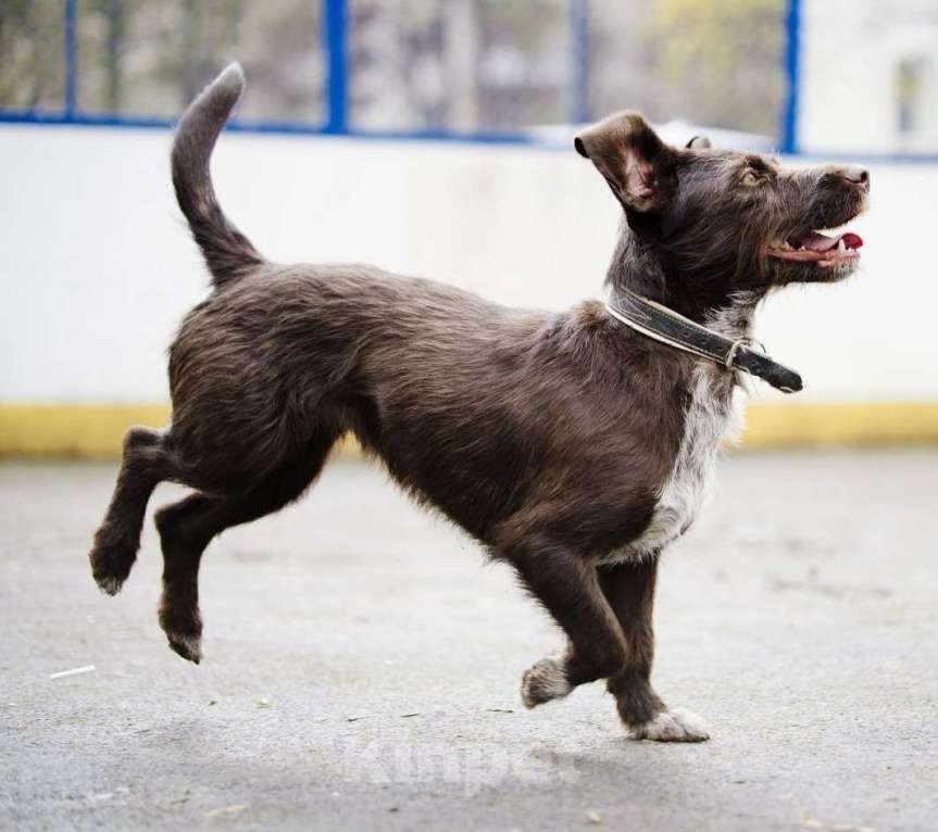 Собаки в Москве: Шоколадная собачка Нюша Девочка, Бесплатно - фото 3