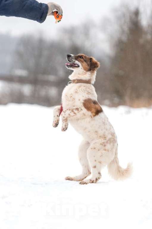 Собаки в Москве: Щенок Барбел — метис австралийской овчарки (аусси) в добрые руки Девочка, Бесплатно - фото 4