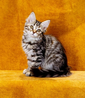 Кошечка Жаннет