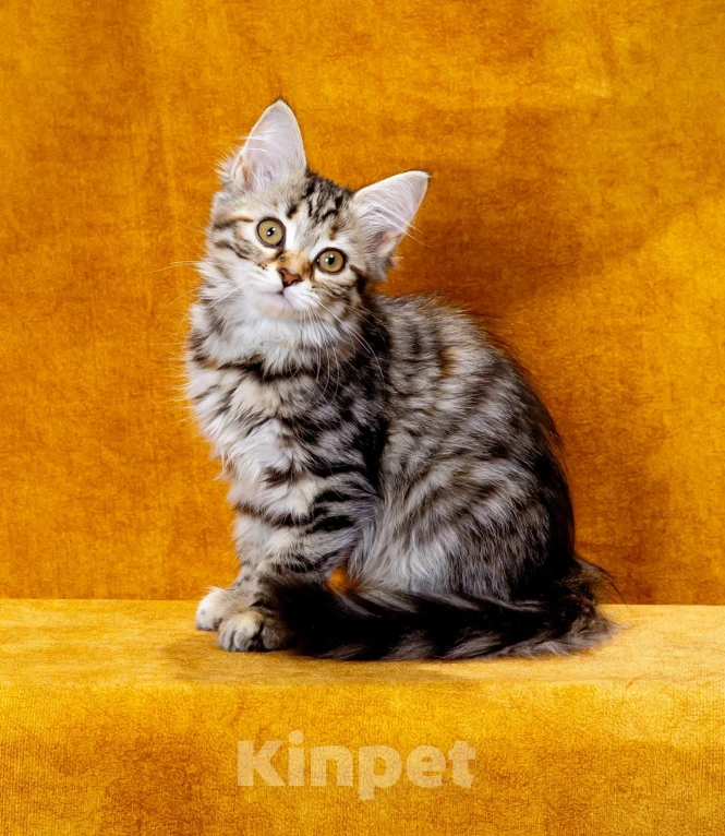 Кошки в Москве: Кошечка Жаннет Девочка, 50 000 руб. - фото 1