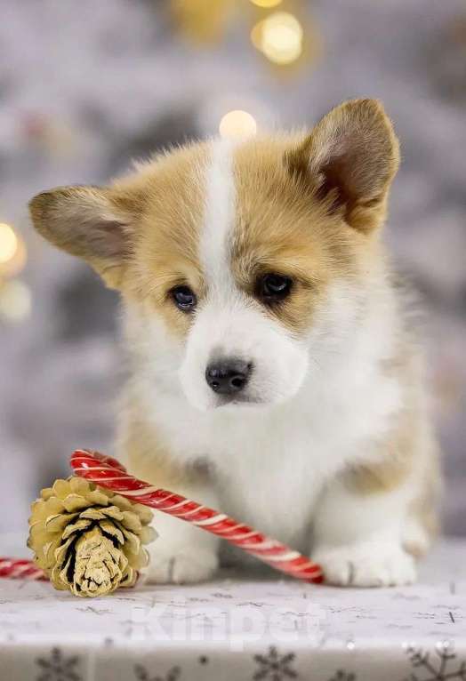 Собаки в Раменском: IZ IMPERII ADAMANT 🐶 Мальчик, 100 000 руб. - фото 4