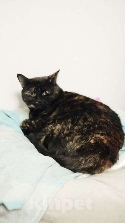 Кошки в Санкт-Петербурге: Королева Матильда  Девочка, Бесплатно - фото 2