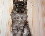 Кошки в Карачеве: Котята мейн-кун, 10 000 руб. - фото 9
