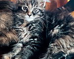 Кошки в Шатуре: Мей-кун котенок Девочка, 10 000 руб. - фото 3