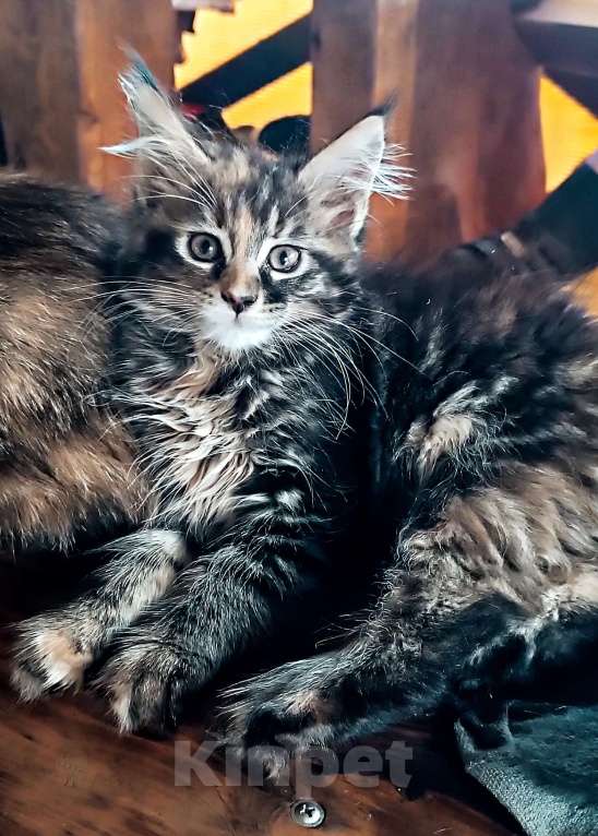 Кошки в Шатуре: Мей-кун котенок Девочка, 10 000 руб. - фото 3