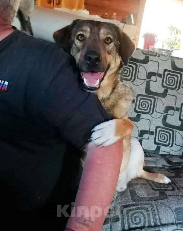 Собаки в Раменском: Веня ищет самых лучших хозяев Мальчик, Бесплатно - фото 1