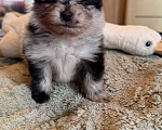Собаки в других городах Московской области: Мерле шпиц Мальчик, 60 000 руб. - фото 4
