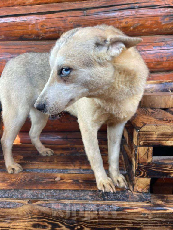 Собаки в Москве: Собака Арктика ищет дом! Девочка, Бесплатно - фото 4