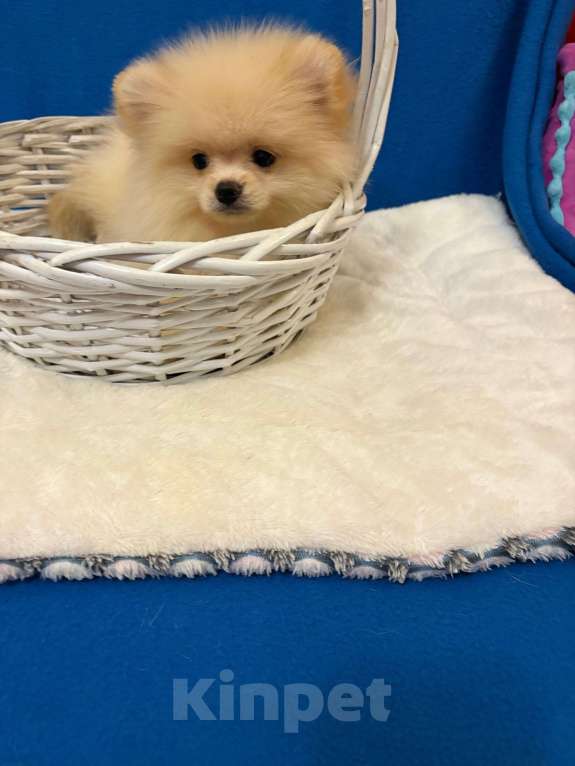 Собаки в Москве: Померанский  шпиц    Девочка Девочка, 35 000 руб. - фото 2