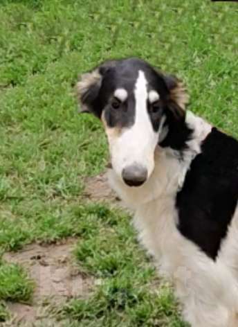 Собаки в Лобне: Щенки Русской Псовой Борзой Мальчик, Бесплатно - фото 3