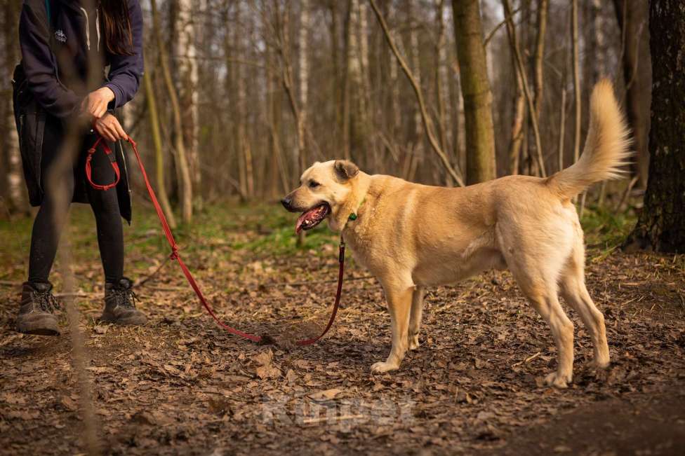 Собаки в Москве: Дакар Мальчик, Бесплатно - фото 4