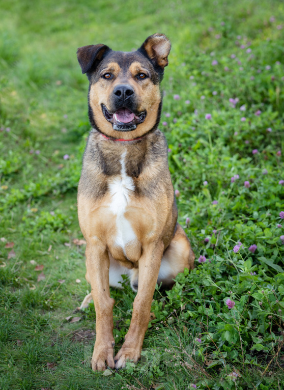 Собаки в Москве: Бывшедомашний пёс в приюте в поисках новой семьи Мальчик, Бесплатно - фото 10