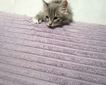 Кошки в Одинцово: Продам котенка Девочка, 7 000 руб. - фото 5