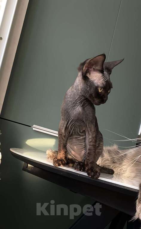 Кошки в Анапе: Черный Девон Рекс Мальчик, 40 000 руб. - фото 1