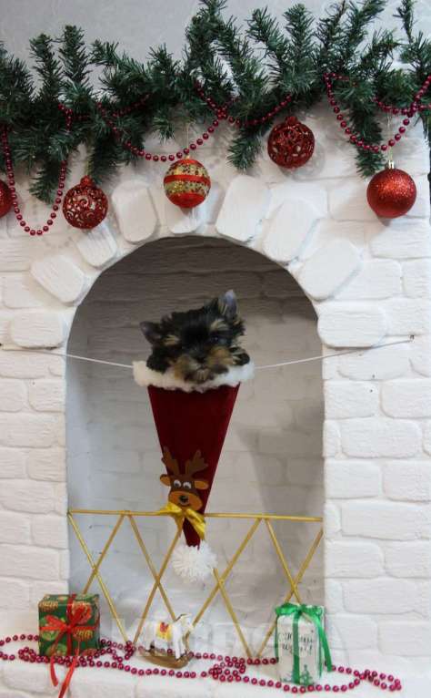 Собаки в Воронеже: Мини йорк Мальчик, 60 000 руб. - фото 1