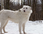 Собаки в Москве: Белка Девочка, Бесплатно - фото 2