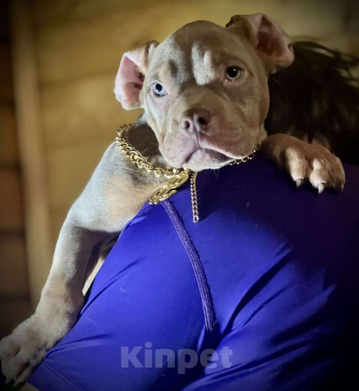 Собаки в Москве: Американский булли щенок Мальчик, 150 000 руб. - фото 1
