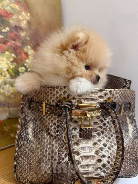 Собаки в Москве: микро щенок шпиц Мальчик, 85 555 руб. - фото 4