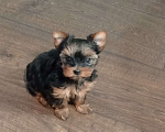 Собаки в других городах Краснодарского края: Щенок йоркширского терьера. Девочка, 20 000 руб. - фото 1