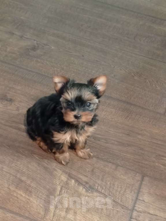 Собаки в других городах Краснодарского края: Щенок йоркширского терьера. Девочка, 20 000 руб. - фото 1