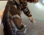Кошки в Москве: Бенгальский мальчик  Мальчик, 30 000 руб. - фото 7