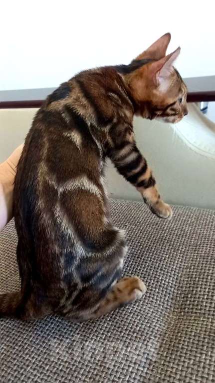 Кошки в Москве: Бенгальский мальчик  Мальчик, 30 000 руб. - фото 7