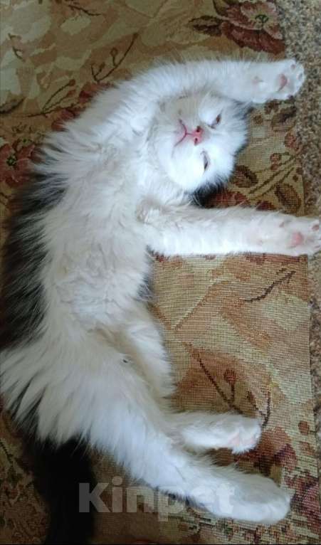 Кошки в Липецке: Малыш потеряшка ищет семью. Мальчик, 1 руб. - фото 2