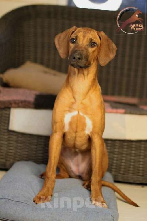 Собаки в Одинцово: Девочка яркого окраса. Стандарт. Девочка, 100 000 руб. - фото 7