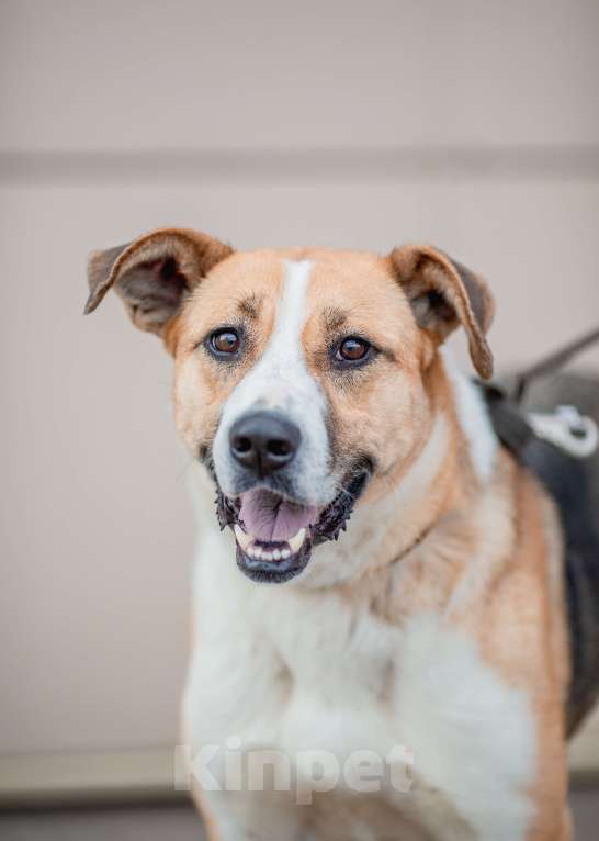 Собаки в Москве: Гаечка, собака для семьи с детьми Девочка, Бесплатно - фото 4