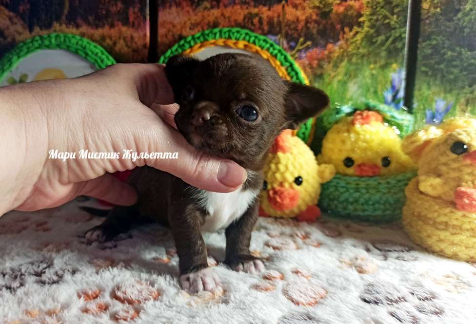 Собаки в Санкт-Петербурге: Жульетта короткошерстная чихуа шоколадного окраса Девочка, 60 000 руб. - фото 2