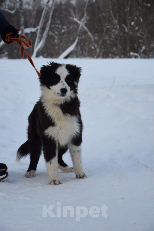 Собаки в Домодедово: Щенок аусси, австралийская овчарка Девочка, 75 000 руб. - фото 1