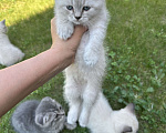 Кошки в Казани: Продаем котят британцы Разнополые, 4 000 руб. - фото 1