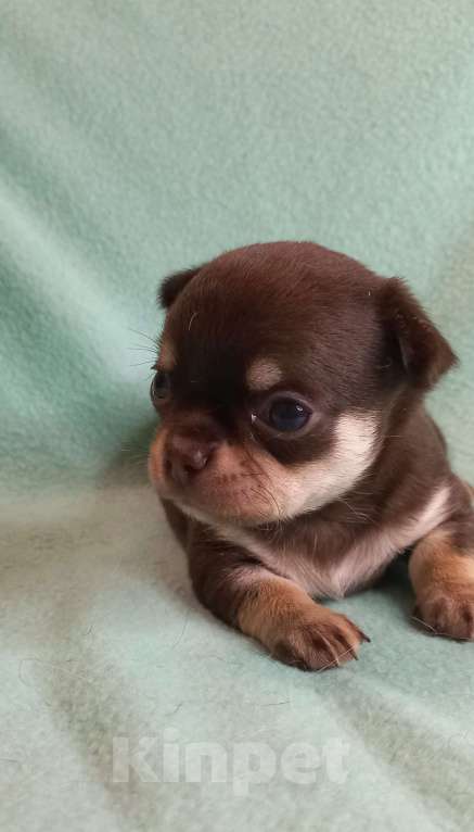 Собаки в Новосибирске: Феликс  Мальчик, Бесплатно - фото 1