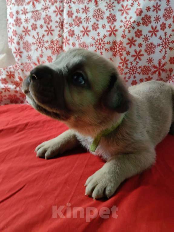 Собаки в других городах Краснодарского края: Кане-Корсо, щенок Мальчик, 30 000 руб. - фото 6