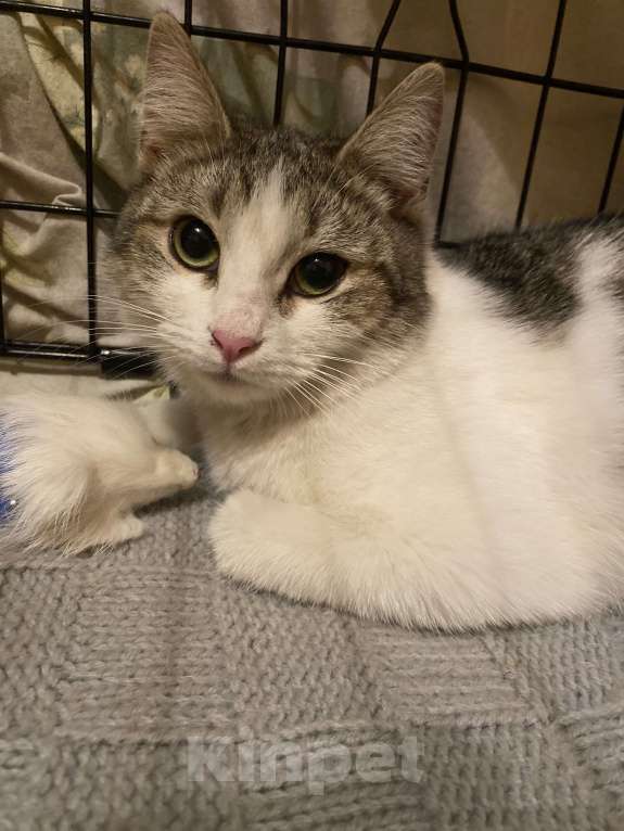 Кошки в Москве: Машенька Девочка, Бесплатно - фото 5